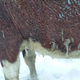 Illustration for article titled Snowy Cows